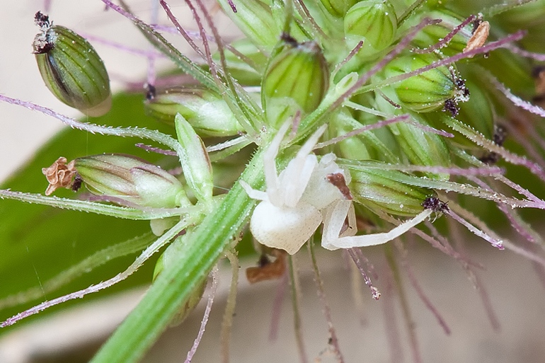 Thomisus onustus